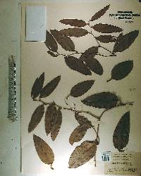 Smilax laurifolia image