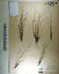 Eleocharis microcarpa image