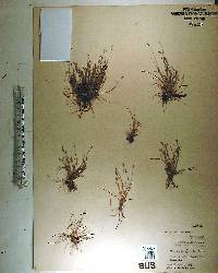 Eleocharis montevidensis image