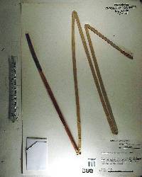 Eleocharis equisetoides image