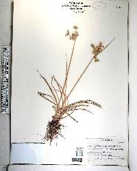 Cyperus surinamensis image