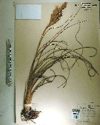 Tillandsia fasciculata image