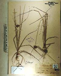 Cyperus planifolius image