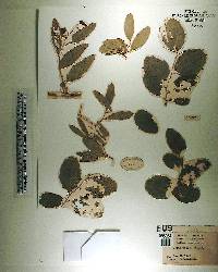 Smilax havanensis image