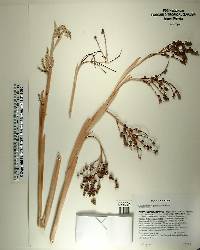 Coccothrinax pauciramosa image