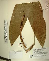 Chamaedorea geonomiformis image