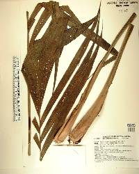 Synechanthus fibrosus image