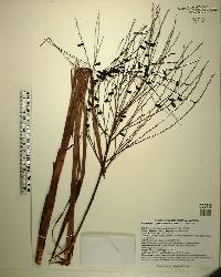 Synechanthus fibrosus image