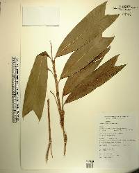 Geonoma stricta image