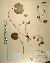 Nymphoides aquatica image