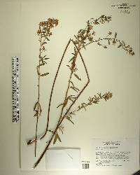 Lespedeza angustifolia image