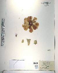 Opuntia stricta image