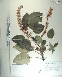 Phytolacca dioica image
