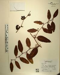 Smilax laurifolia image