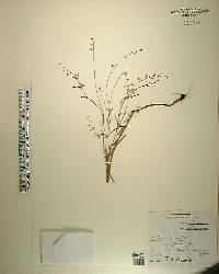 Asemeia grandiflora image