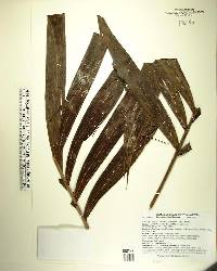 Synechanthus fibrosus image