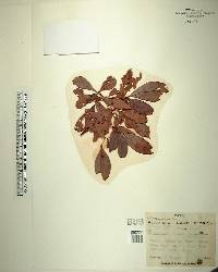 Conocarpus erectus image