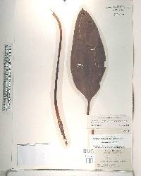 Orontium aquaticum image