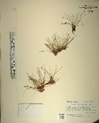 Eleocharis flavescens image