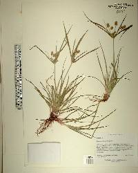Cyperus retrorsus image