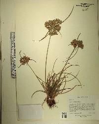 Cyperus surinamensis image