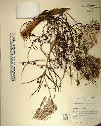 Coccothrinax miraguama image