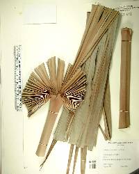 Thrinax excelsa image
