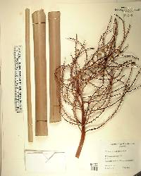 Thrinax excelsa image