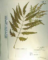 Polyscias filicifolia image