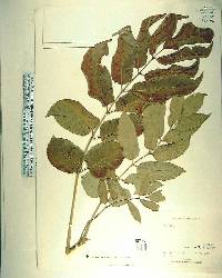 Polyscias grandifolia image