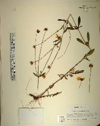 Coreopsis pubescens image