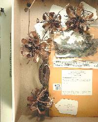 Aristolochia maxima image