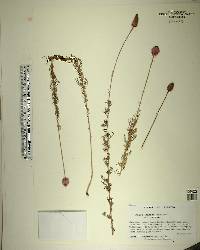 Dalea carnea image