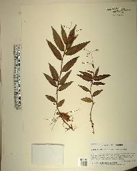 Gibasis geniculata image