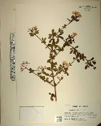 Viburnum obovatum image