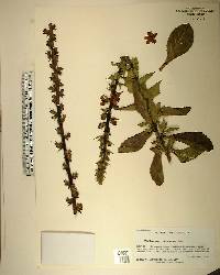 Verbascum virgatum image