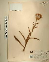 Cirsium horridulum image