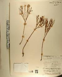 Psilotum nudum image