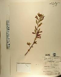 Ludwigia octovalvis image