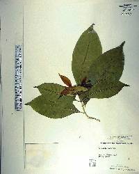 Tabernaemontana orientalis image