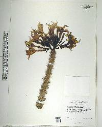 Pachypodium rutenbergianum image