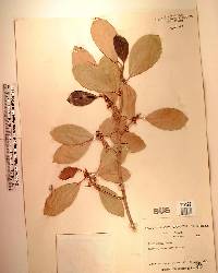 Ficus aurea image