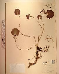 Nymphoides aquatica image