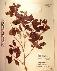 Eugenia foetida image