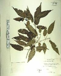 Catalpa longissima image