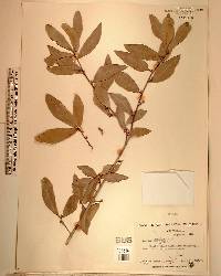 Quercus laurifolia image