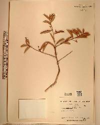 Quercus virginiana image