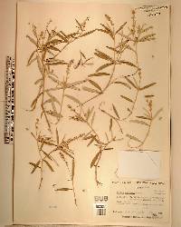 Croton linearis image