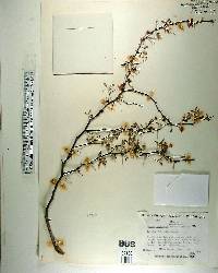 Acacia pinetorum image