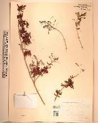 Indigofera suffruticosa image